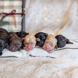 Cockapoo puppies from Greta's Cockapoos