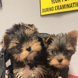 Yorkshire Terrier Puppies from Yorkielicious Yorkies
