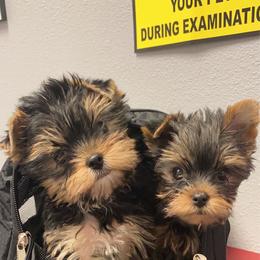 Yorkshire Terrier Puppies from Yorkielicious Yorkies