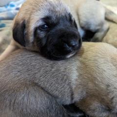 Kangal Puppies from Black Locust Katahdins