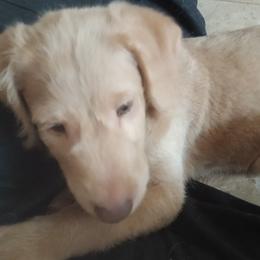 Vinny - Caramel male Labradoodle puppy in Henderson, Nevada from Hills labradoodles