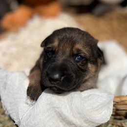 Zero (White collar) - Sable male German Shepherd puppy in Dover, Delaware from Fornax
