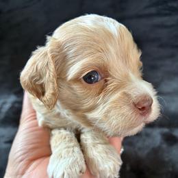 Elizabeth - Buff female Cockapoo puppy in Adrian, Oregon from ApplebyFarm