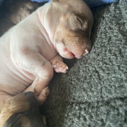 American Hairless Terrier Puppies from OakSahara