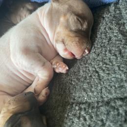 American Hairless Terrier Puppies from OakSahara