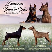 German Pinscher Puppies from Daveren German Pinschers