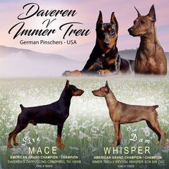 German Pinscher Puppies from Daveren German Pinschers