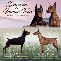 German Pinscher Puppies from Daveren German Pinschers
