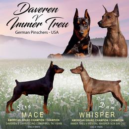 German Pinscher Puppies from Daveren German Pinschers
