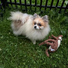 Hero - Orange parti male Pomeranian puppy in Zionville, North Carolina from Shaner Poms