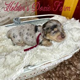 Azalea - Black and cream female Dachshund puppy in Atwood, Oklahoma from Holder’s Doxie Farm