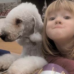 Bedlington Terrier puppies from Dreamy Bedlingtons