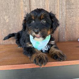 Cupid - Black tri-color male Aussiedoodle puppy in Eastland, Texas from H5 Mini Doodles