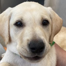 Candy-bright green collar - Yellow Labrador Retriever puppy in Springfield, Missouri from Kellner Labradors