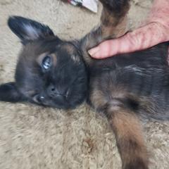 Mindy - Red female Brussels Griffon puppy in Nc, Florida from Brusseluv2