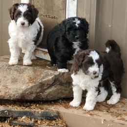 Aussiedoodle Puppies from Abbott Family Farm