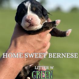 W Green - Black rust and white male Bernese Mountain Dog puppy in Winigan, Missouri from Home Sweet Bernese