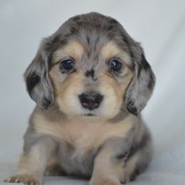 Dachshund Puppies from Dreamheart Dachshunds