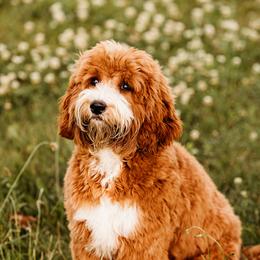 Zoey - Australian Labradoodle