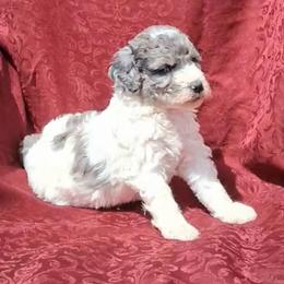 Fourth female - Merle female Goldendoodle puppy in Sterling, Connecticut from Justine’s Retrievers and Doodles, LLC