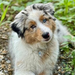 Ember - Australian Shepherd