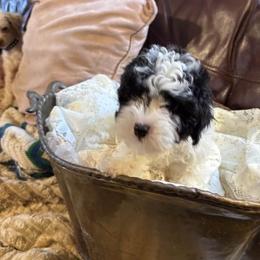 PUPPY akc - Parti male Poodle puppy in Point Pleasant Beach, New Jersey from Black Mountain Toy Poodles