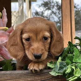 Uri - Sable female Dachshund puppy in Winter Park, Florida from Reed's Radiant Dogs
