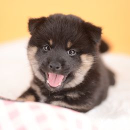 Chika -FULL REGISTRATION INCLUDED- - Black and tan female Shiba Inu puppy in Neosho, Missouri from Kenny Cave K9s