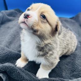 Male 1 - Red male Pembroke Welsh Corgi puppy in Hale, Michigan from All Hale Corgis