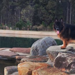 Ulric - German Shepherd