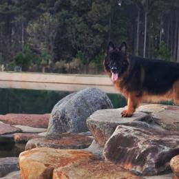 Ulric - German Shepherd