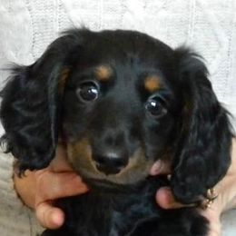 Dachshund Puppies from Proud Lake Dachshunds