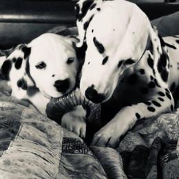 Dalmatian and Shetland Sheepdog Puppies from Karmayne Kennels