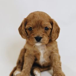 Sigourney Weaver - Red female Cavapoo puppy in Pleasant Grove, Utah from Canterbury Canines