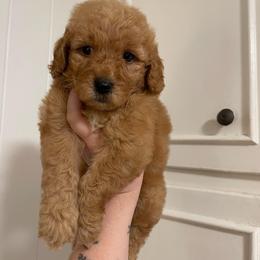 Gruene Hall (Lone Star State litter) - Red  male Goldendoodle puppy in Hopkins County, Texas from Boutique Doodles