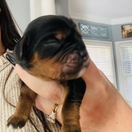 This sweet boy is only 3 days old. He is the only puppy from this litter that is available. - Black and tan male Cavalier King Charles Spaniel puppy in Clemmons, North Carolina from Crown Jewel Cavaliers