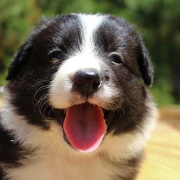 Border Collie Puppies from Team Reeves Ranch