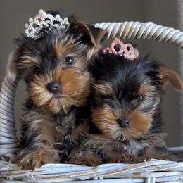 Bella - Black and gold female Yorkshire Terrier puppy in Antelope, California from Yorkie Family Home