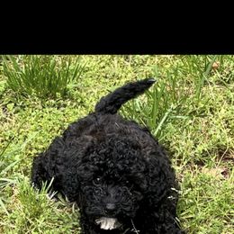 Goldendoodle Puppies from Our Darling Doodles