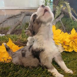 Runt - Blue merle male Miniature Australian Shepherd puppy in Penn Valley, California from Ghostfire Mini Aussies