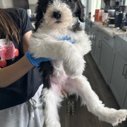 Twinkie - Black and white female Sheepadoodle puppy in Colorado Springs, Colorado from Kings Doodles