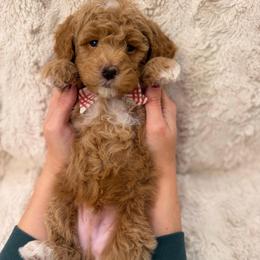 Socks Boy 3500 FREE US delivery - Red  male Goldendoodle puppy in Mayfield, Utah from Ruff Country Doodles