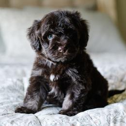 Baton Rouge - Brown male Schnoodle puppy in Grove, Oklahoma from Grand Lake Poodles & Doodles
