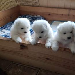 Samoyed Puppies from Bluegrass Samoyeds