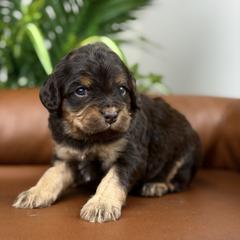 Remi - Chocolate female Cavapoo puppy in Huntington, West Virginia from McCloud’s Poodles & Doodles