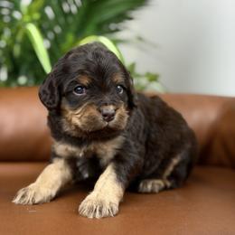 Remi - Chocolate female Cavapoo puppy in Huntington, West Virginia from McCloud’s Poodles & Doodles