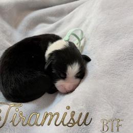 Tiramisu - Black tri female Miniature American Shepherd puppy in Olympia, Washington from Shamayim Shepherds