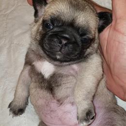 Girl 1  VIXEN - Fawn female Pug puppy in Gadsden, Alabama from Carla's Pugs