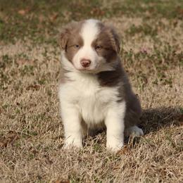 Cooper - Blue Collar - Lilac male Border Collie puppy in Courtland, Alabama from C Bar C Ranch Border Collies