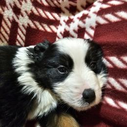 Girl 3 - Black tri female Miniature Australian Shepherd puppy in New Plymouth, Idaho from D & L Mini Aussies